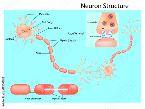 Structure of neuron