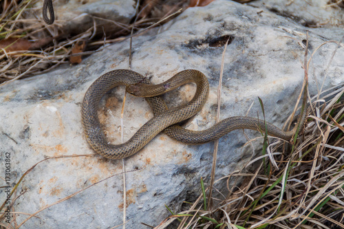 Dead Freminville's Scorpion-eating Snake (Stenorrhina freminvillei), northwestern Guatemala