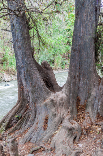Rio Azur river and Montezuma cypress (Taxodium mucronatum), Guatemala © Matyas Rehak