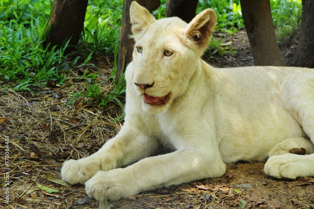 Young white tiger in the zoo enclosure Young white tiger in the zoo enclosure