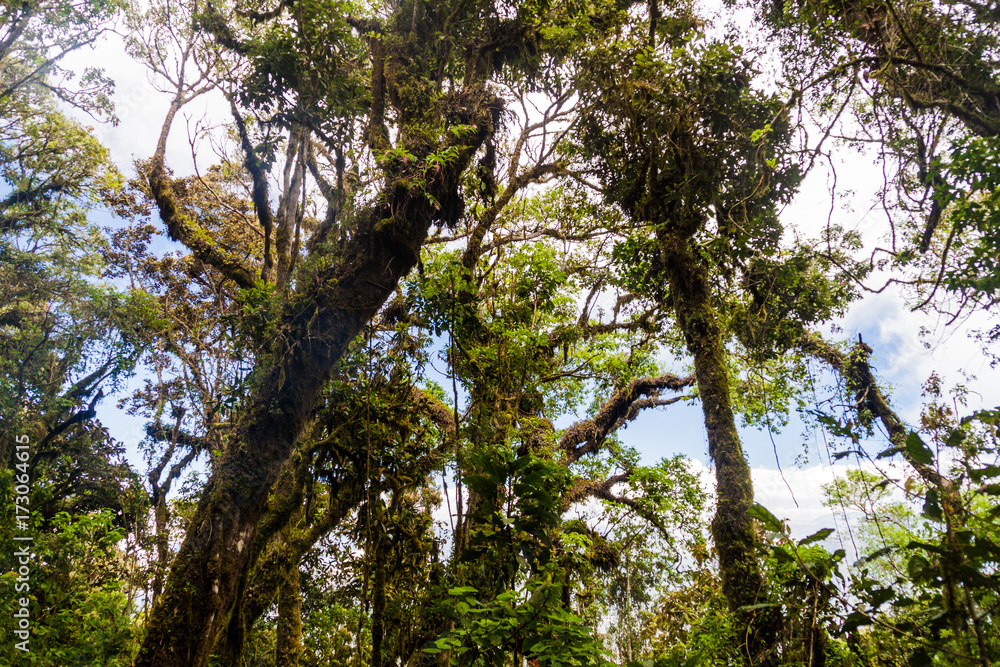 Fototapeta premium Cloud forest covering San Pedro volcano, Guatemala