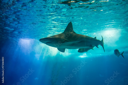 Underwater blue background with sunbeams. A big shark in large sea water aquarium. Lisbon Oceanarium, Portugal. Tourism, holidays and leisure concept.