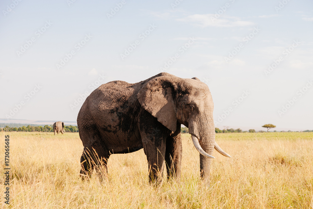 African Elephant African Elephant