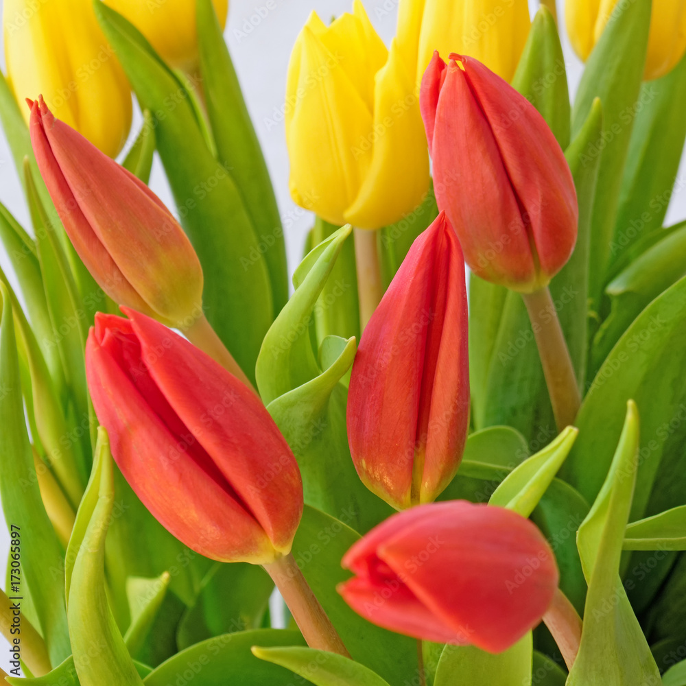 red and yellow tulips closeup, strong bokeh red and yellow tulips closeup, strong bokeh