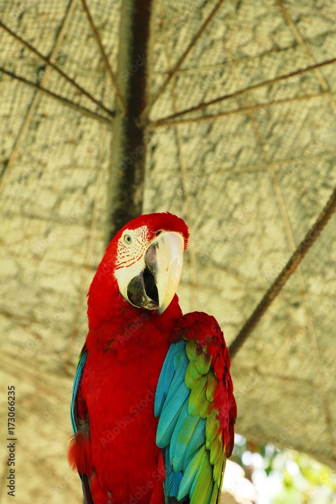 Obraz premium Macore bird parrot beautiful in the zoo