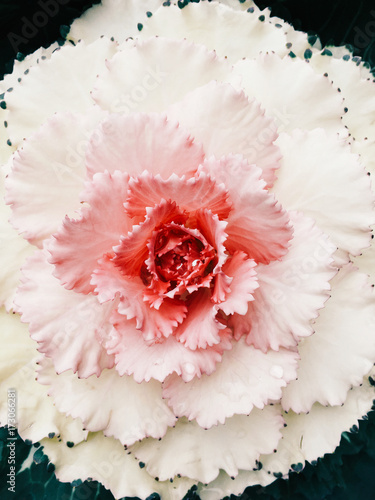 White Japanese Flower Overhead photo