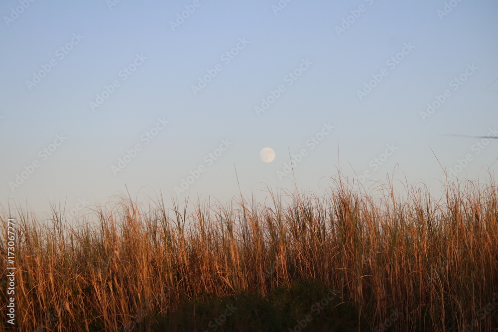 Obraz premium Vendicari, riserva naturale