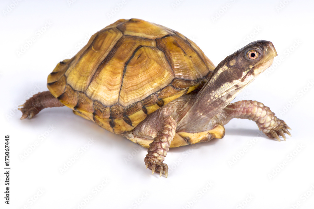 Fototapeta premium Gulf Coast box turtle, Terrapene carolina major