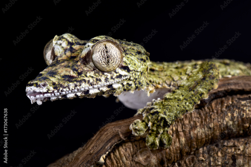 Naklejka premium Giant leaf-tailed gecko, Uroplatus giganteus