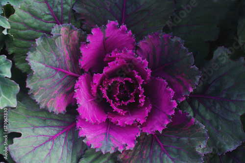 Decorative ornamental cabbage, flower cabbage background