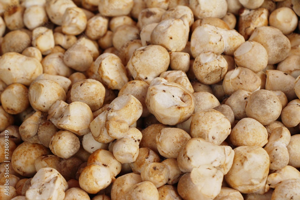 Fresh mushrooms for cooking in the market