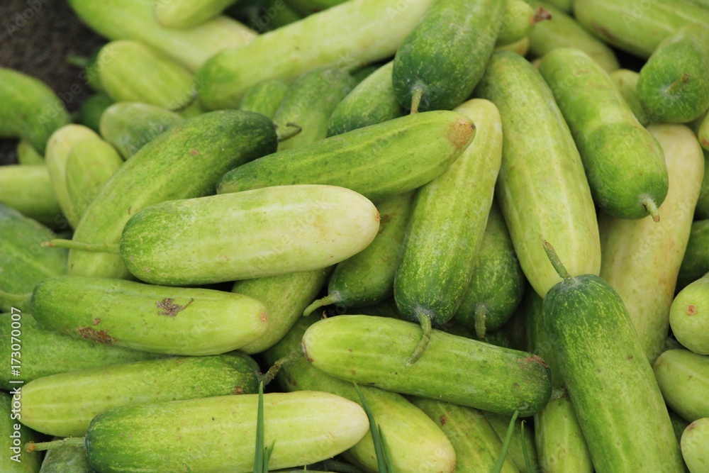 Fresh cucumbers for cooking in the market Fresh cucumbers for cooking in the market