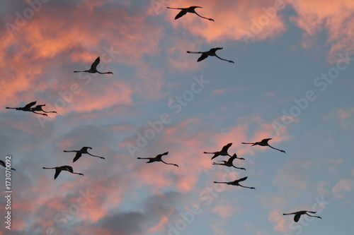 Fenicotteri in volo al tramonto photo