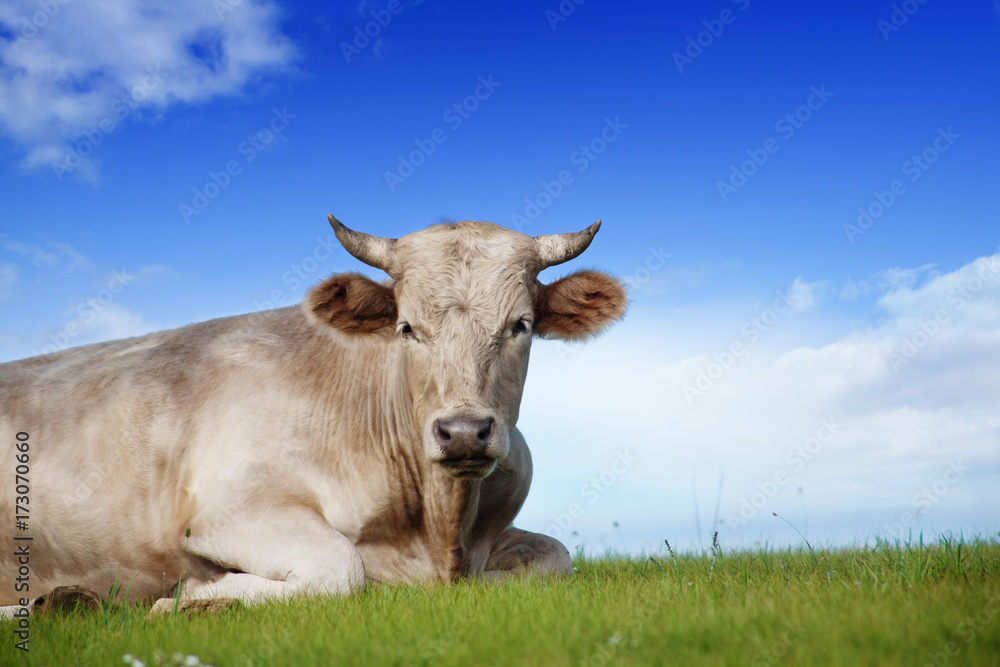 Big Bull on Alpine Ecologically Clean Pasture in Summer Day Big Bull on Alpine Ecologically Clean Pasture in Summer Day