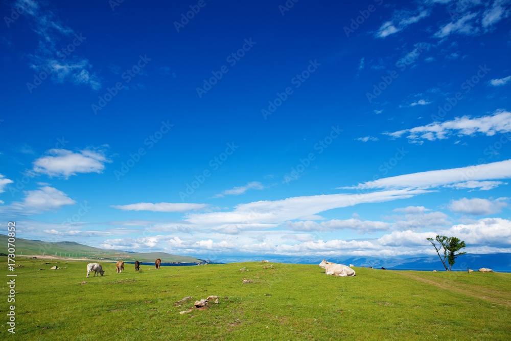 Herd of Cows on  Alpine  Ecologically Clean Pasture in Summer Day