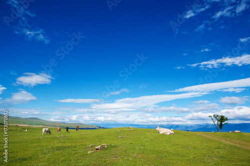 Herd of Cows on  Alpine  Ecologically Clean Pasture in Summer Day