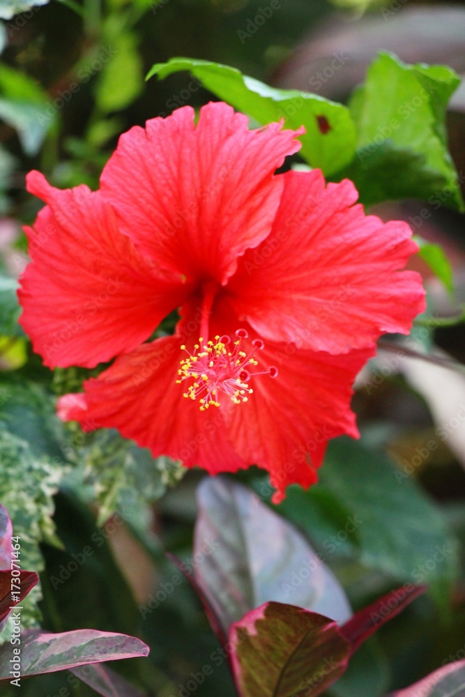 Hibiscus flower at beautiful in the nature Hibiscus flower at beautiful in the nature