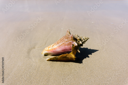 Pink conch shell sits in bright sunlight on the sand