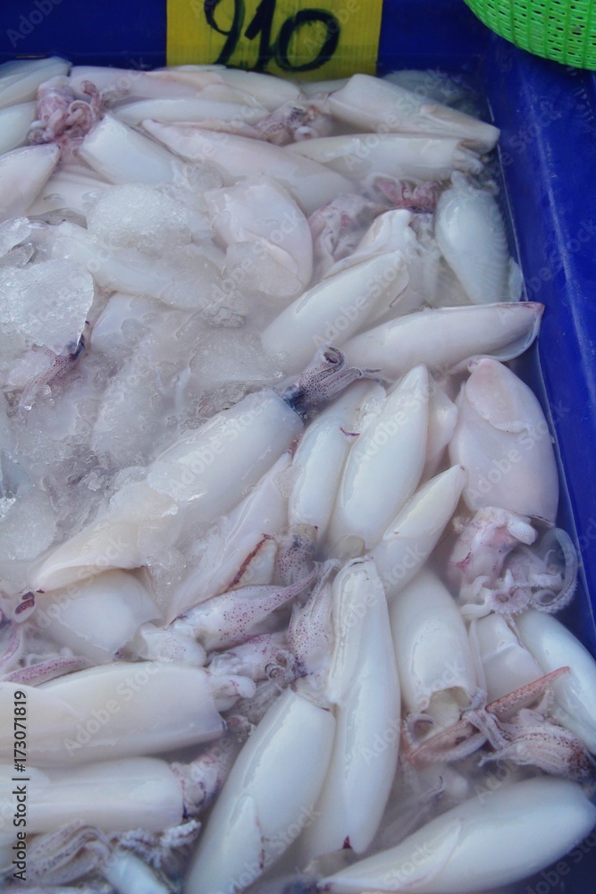 Fresh squid for cooking in the market Fresh squid for cooking in the market