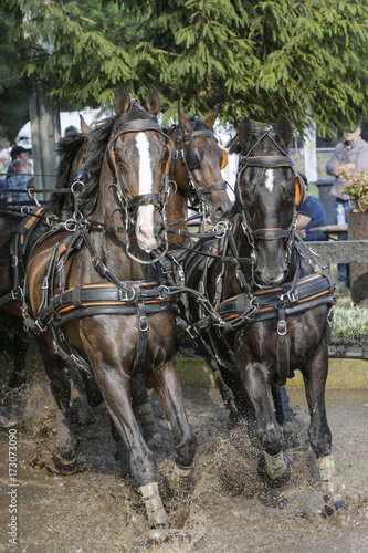 4-span paarden galopperen door de waterbak  © renatepeppenster