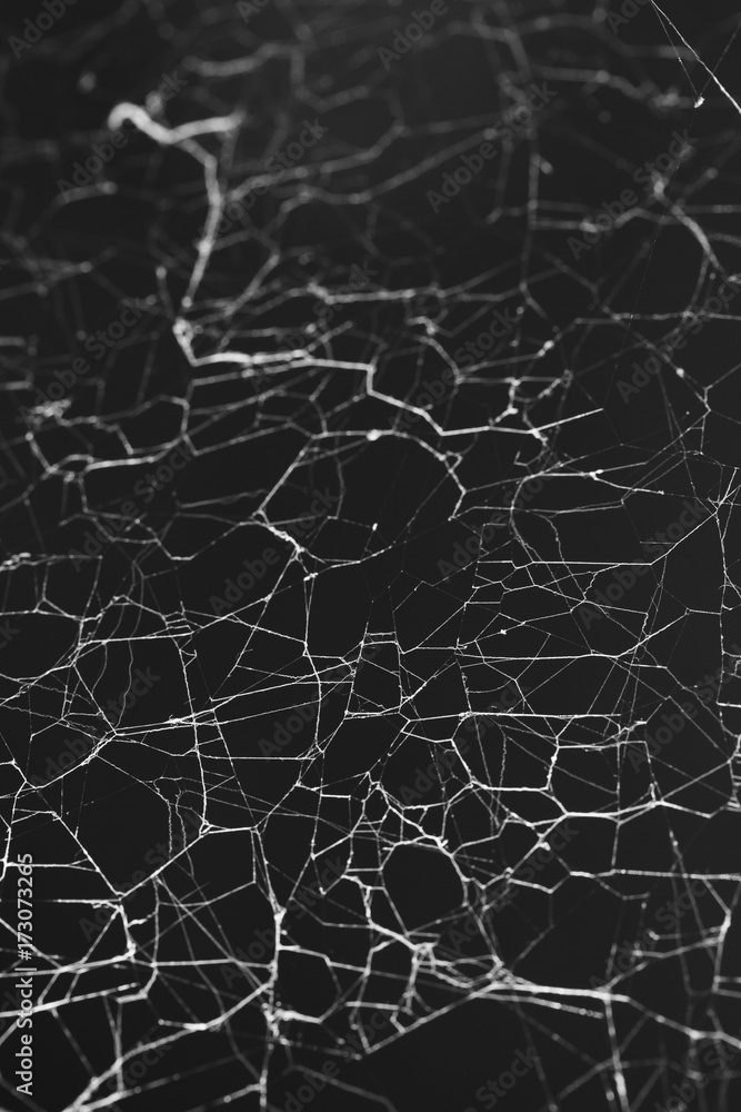 Background of a spider's web. Background of a spider's web.