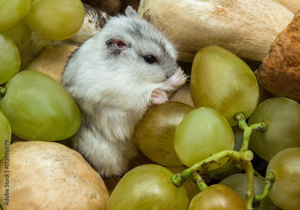hamster in grapes mushrooms Stock Photo Adobe Stock
