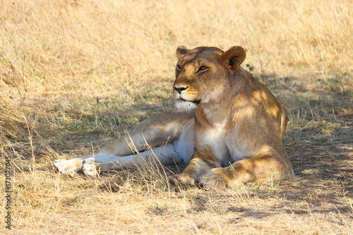 lioness resting under the shade