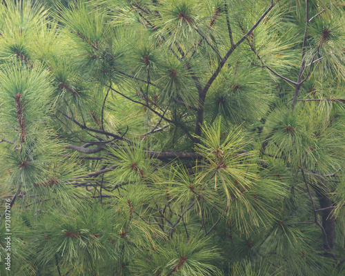 Needles of eastern white pine (Pinus strobus) native to eastern North America like background