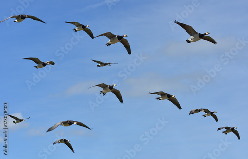  Autumn. Barnacle Goose (Branta leucopsis) large flock flies to south