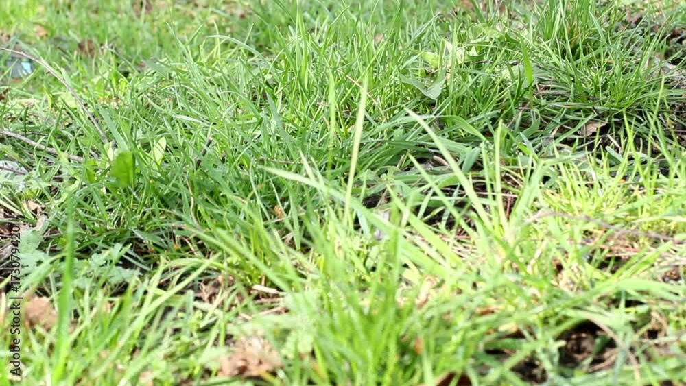 The Green Grass The Green Grass