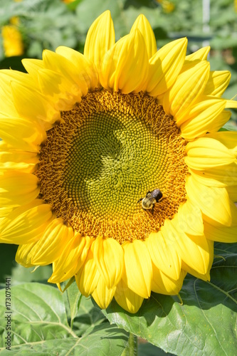 Yellow on yellow photo