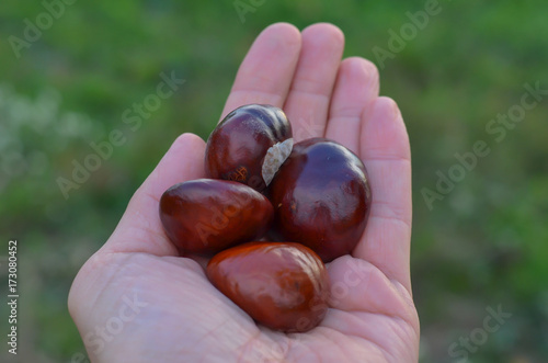 chestnuts in the palm of a hand