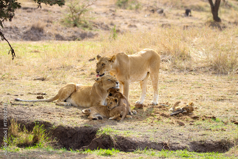 Naklejka premium lion portrait