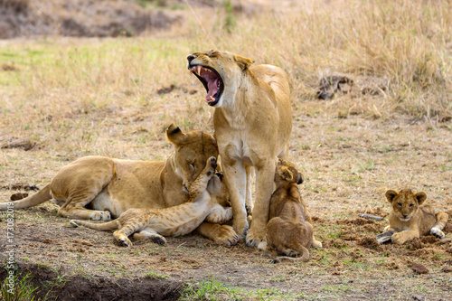 lioness yawning 