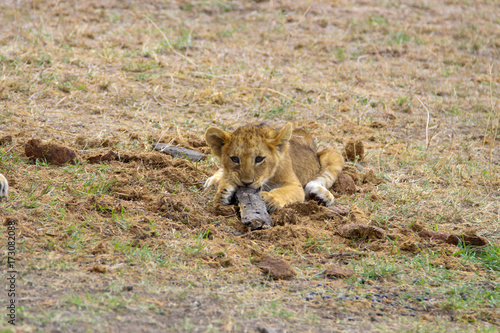 playful lion cub