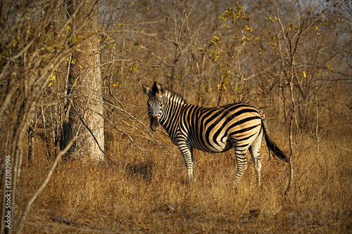 Endangered Cape Mountain Zebra  Equus zebra   Kruger National Park  South Africa