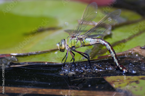 Libelle photo