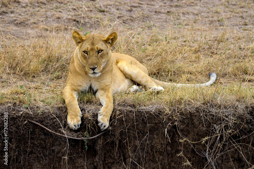 lion sitting