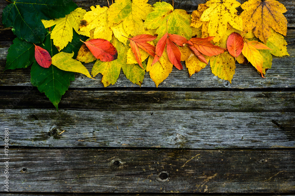 Obraz premium Autumn background with colored leaves on old wooden boards. Copy of space for writing text.