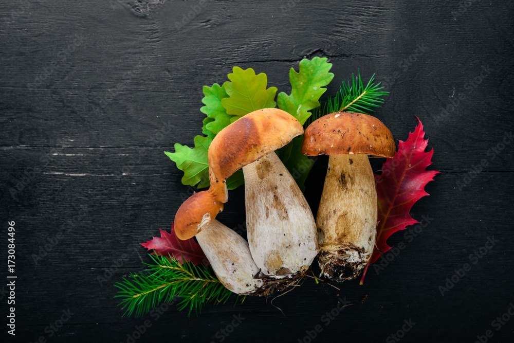 Mushroom Boletus. Fresh forest mushrooms on a black wooden background. Top view. Free space for text. Mushroom Boletus. Fresh forest mushrooms on a black wooden background. Top view. Free space for text.