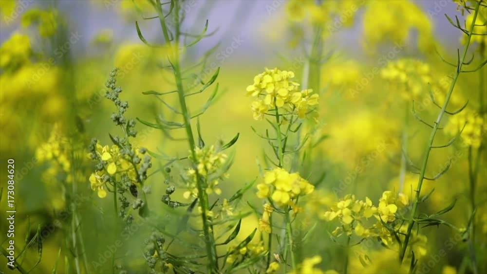 Mustard flowers. Mustard – mystical flower of happiness and health. Mustard flowers. Mustard – mystical flower of happiness and health.