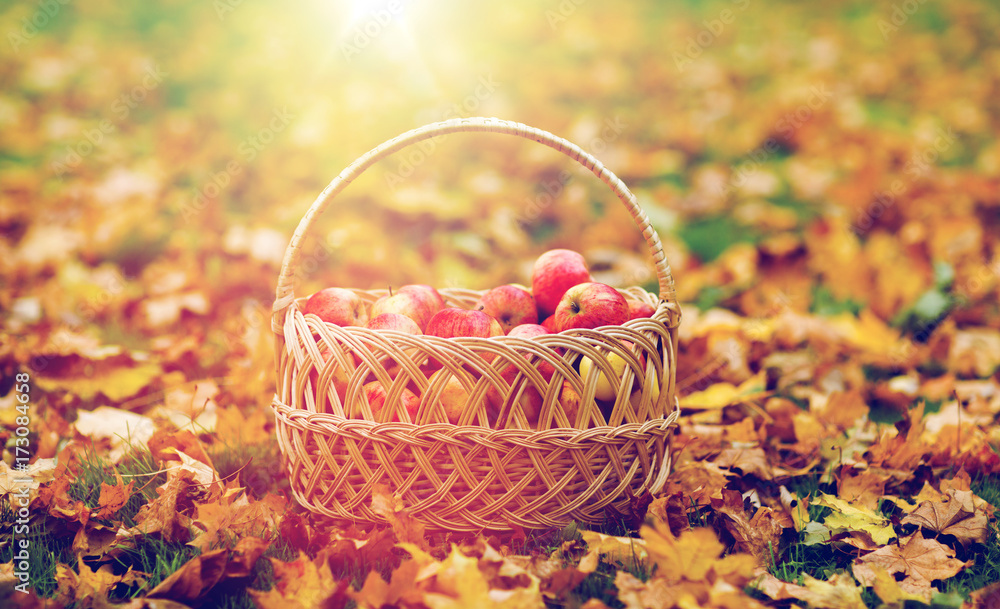 wicker basket of ripe red apples at autumn garden wicker basket of ripe red apples at autumn garden