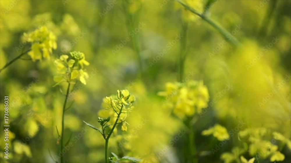 Mustard flowers. Mustard – mystical flower of happiness and health. Mustard flowers. Mustard – mystical flower of happiness and health.