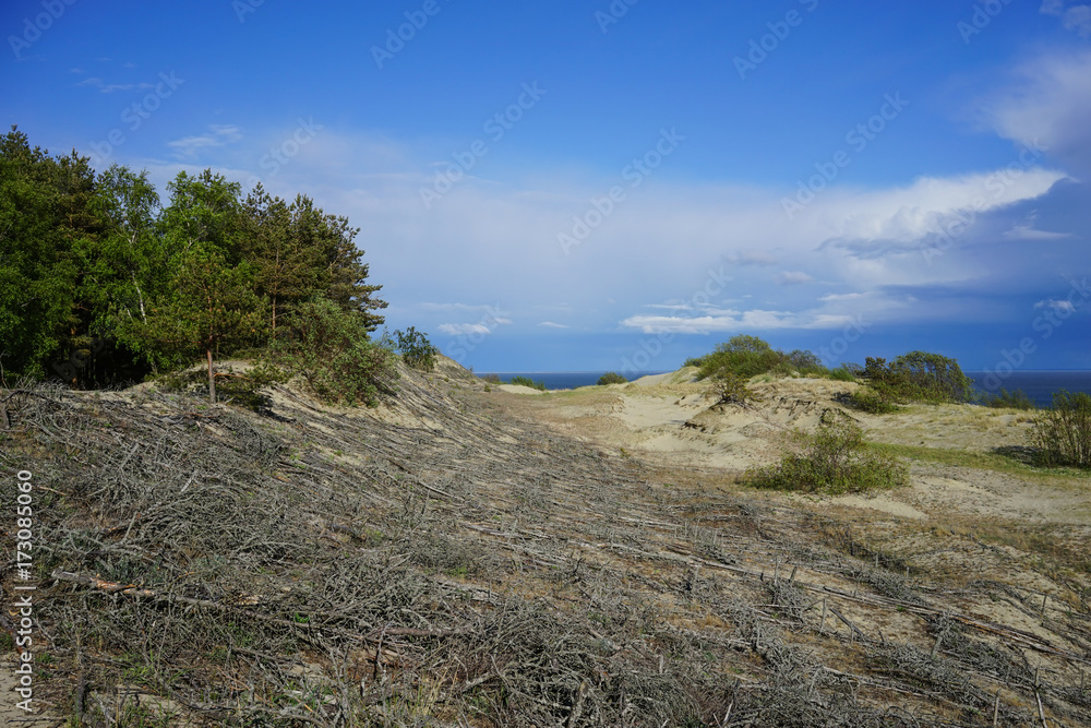 Naklejka premium natural landscape with views of the sand dunes, reinforced with tree branches on the background of the Baltic sea on the Curonian spit in Russia