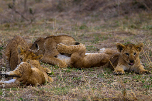 cute cubs in masai mara
