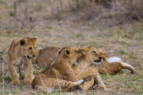 cute cubs playing in masai mara