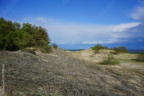 natural landscape with views of the sand dunes, reinforced with tree branches on the background of the Baltic sea on the Curonian spit in Russia