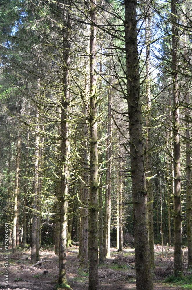 Naklejka premium forêt de pin