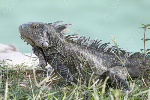 Leguan auf Wiese