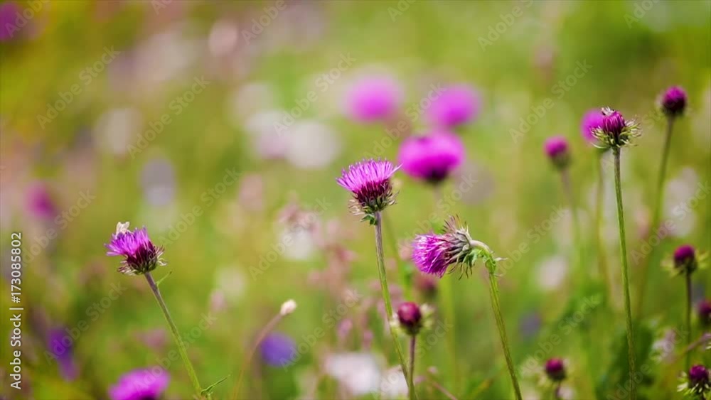 Wasp collects nectar from flower Milk Thistle in Alpine meadows. Wasp collects nectar from flower Milk Thistle in Alpine meadows.